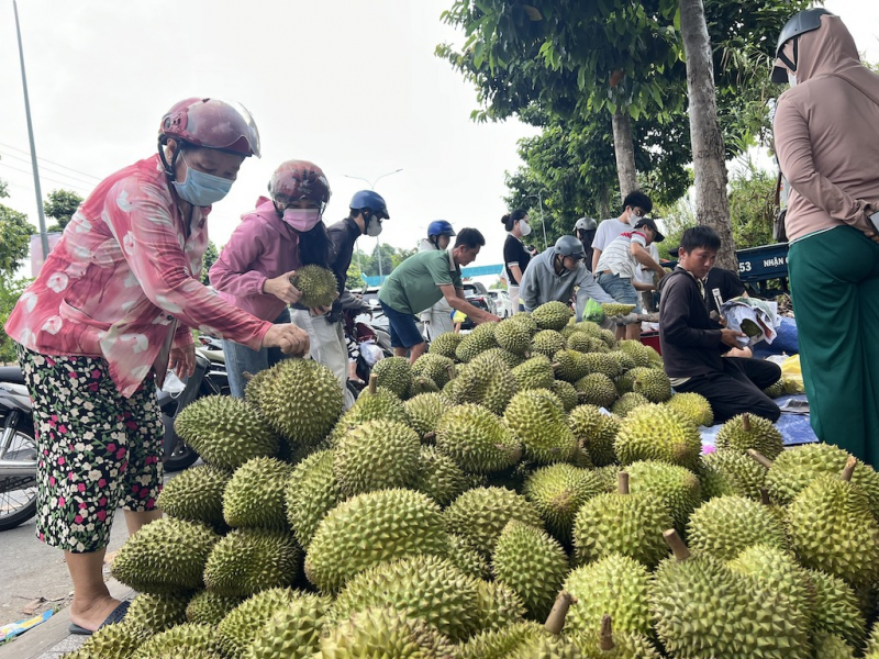 Vì sao giá nhiều mặt hàng trái cây chủ lực ở miền Tây liên tiếp chạm đáy? -0