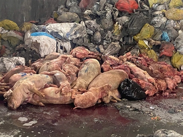 TP Hồ Chí Minh: Liên tiếp phát hiện, tiêu hủy hàng tấn sản phẩm động vật không rõ nguồn gốc -0
